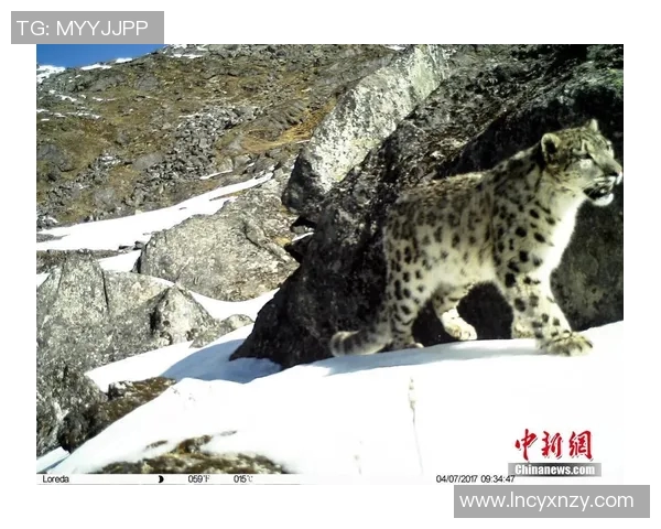 天山雪豹与四川的生态对决探秘自然保护与生物多样性的重要性